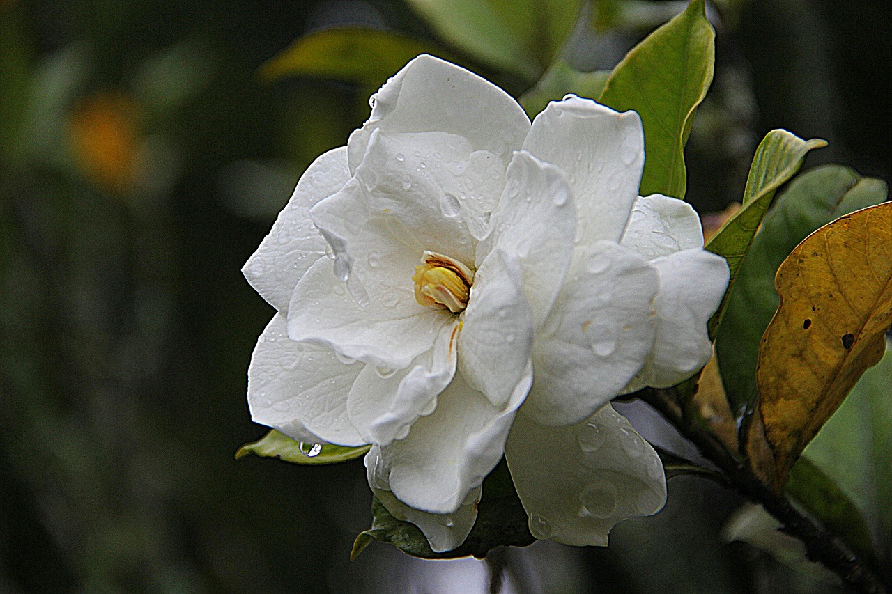 Gardenia (Gardenia jasminoides) – Características y cuidados
