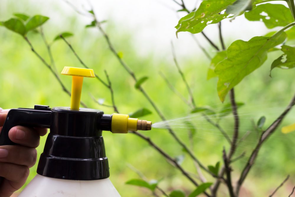 ¿Cómo hacer insecticida casero?