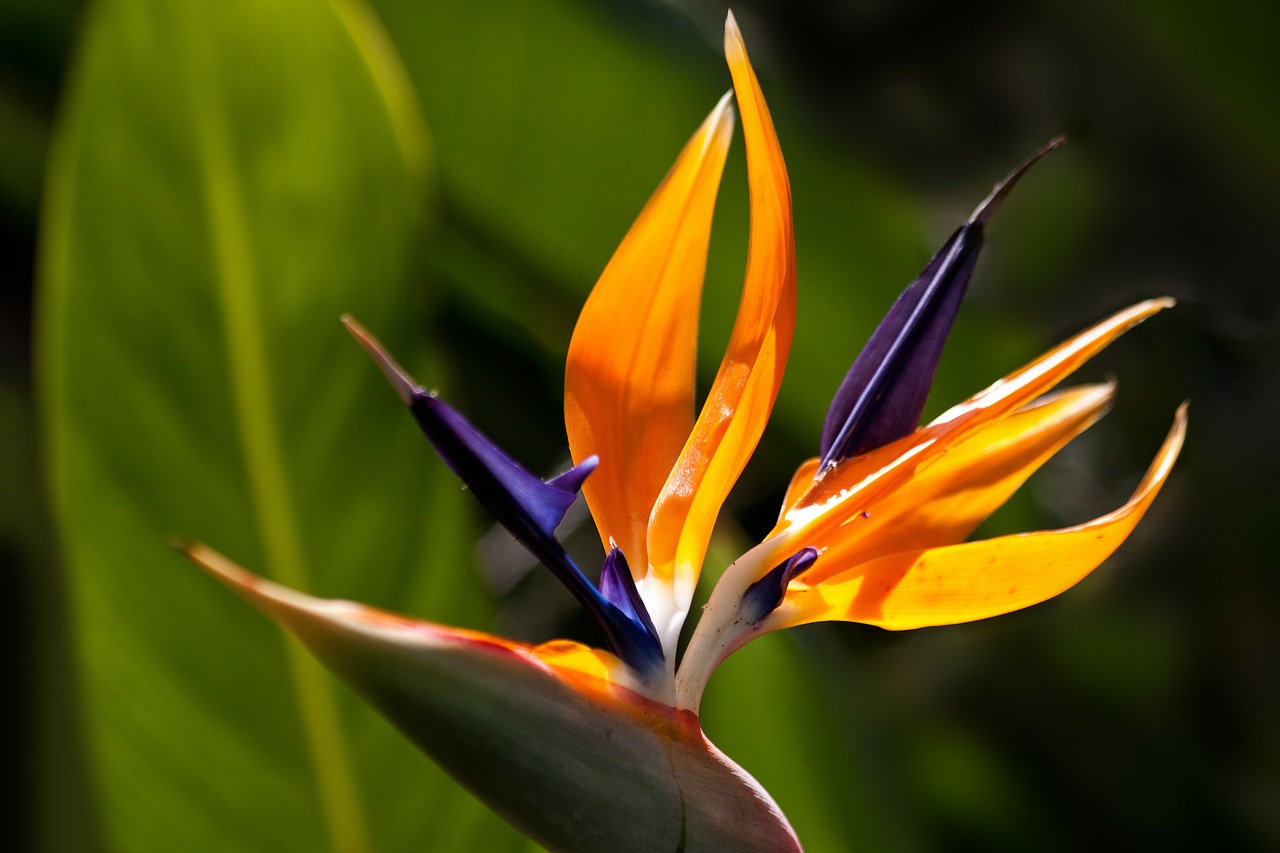 Ave del paraíso (Strelitzia reginae) Características y cuidados Ave del paraíso (Strelitzia reginae) Características y cuidados