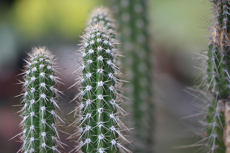 ¿Cómo enderezar un cactus?