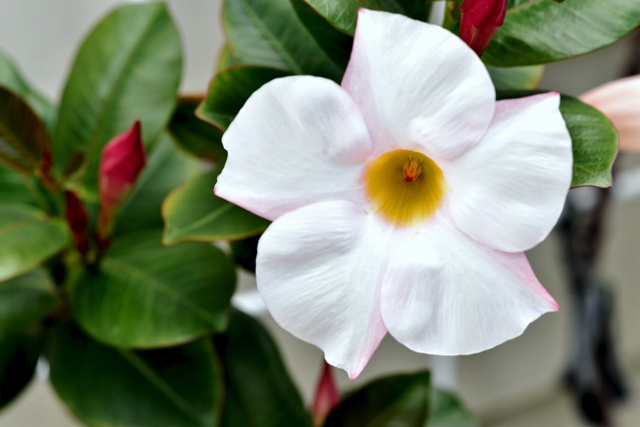 Dipladenia O Mandevilla Rosa Natural – Planta En Maceta De 15 Cm, Altura 40 Cm, Resistente Y Fácil De Cuidar Para Interior O Exterior