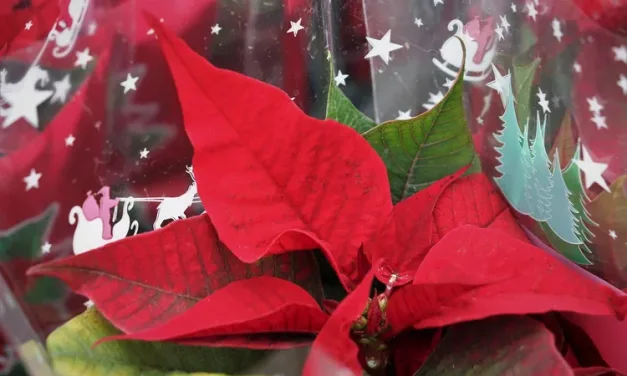 ¿La flor de pascua es tóxica?