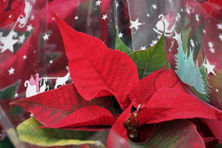 ¿La flor de pascua es tóxica?