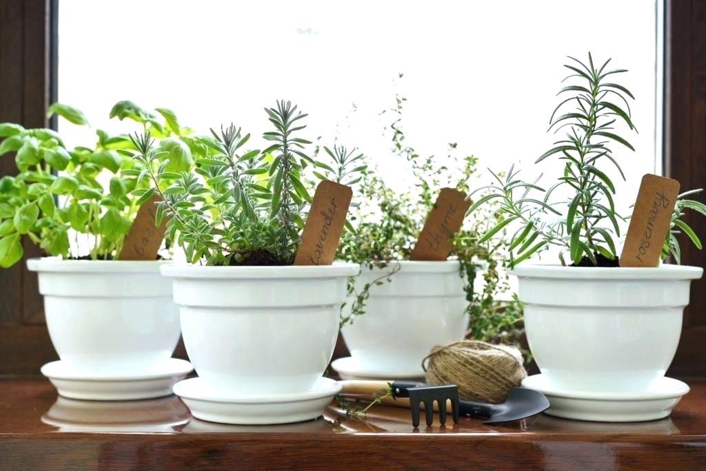 10 plantas aromáticas para la cocina