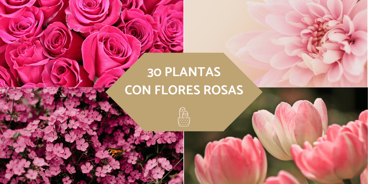 30 plantas con flores rosas