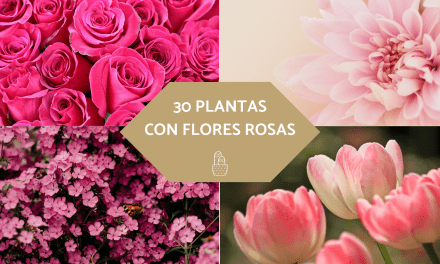30 plantas con flores rosas