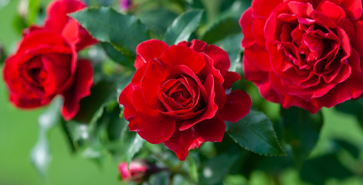 ¿Cómo cuidar un rosal?