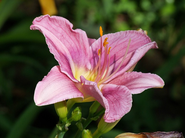 lirio-lillium-planta-flor-rosa