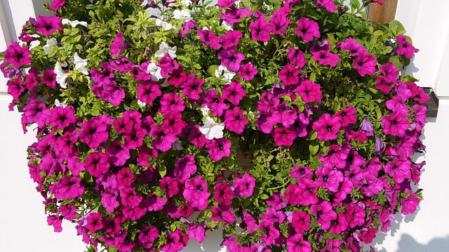paquete sátira Plaga 24 Plantas con Flores Rosas - ¡Nombe, Especie y Fotos!