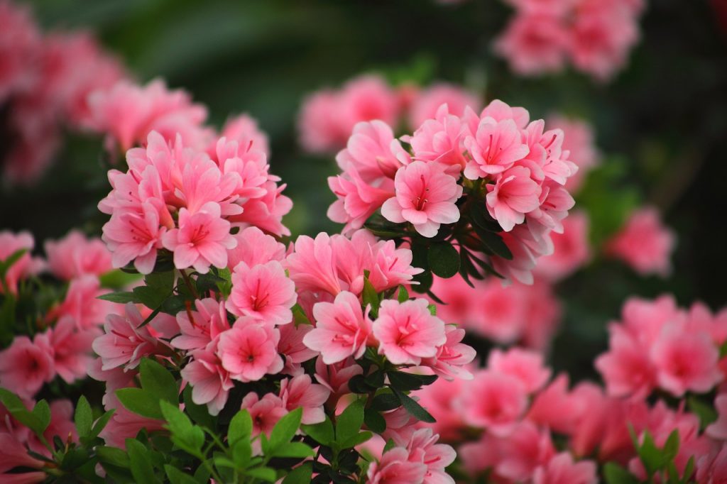 azalea-plantas-para-terrazas