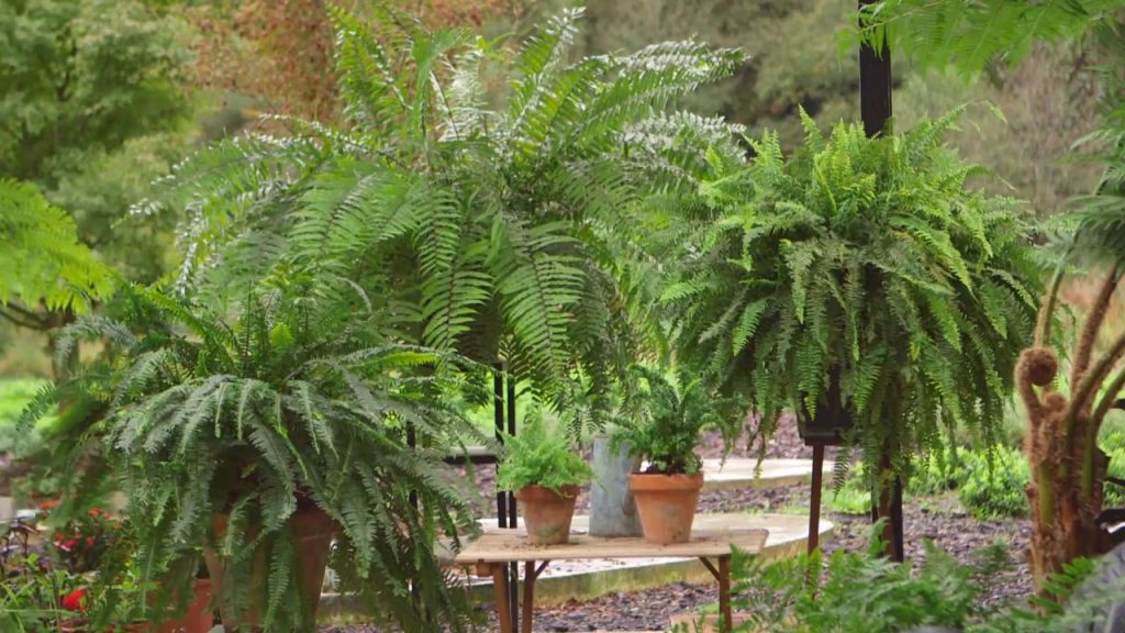 helecho-plantas-para-terrazas