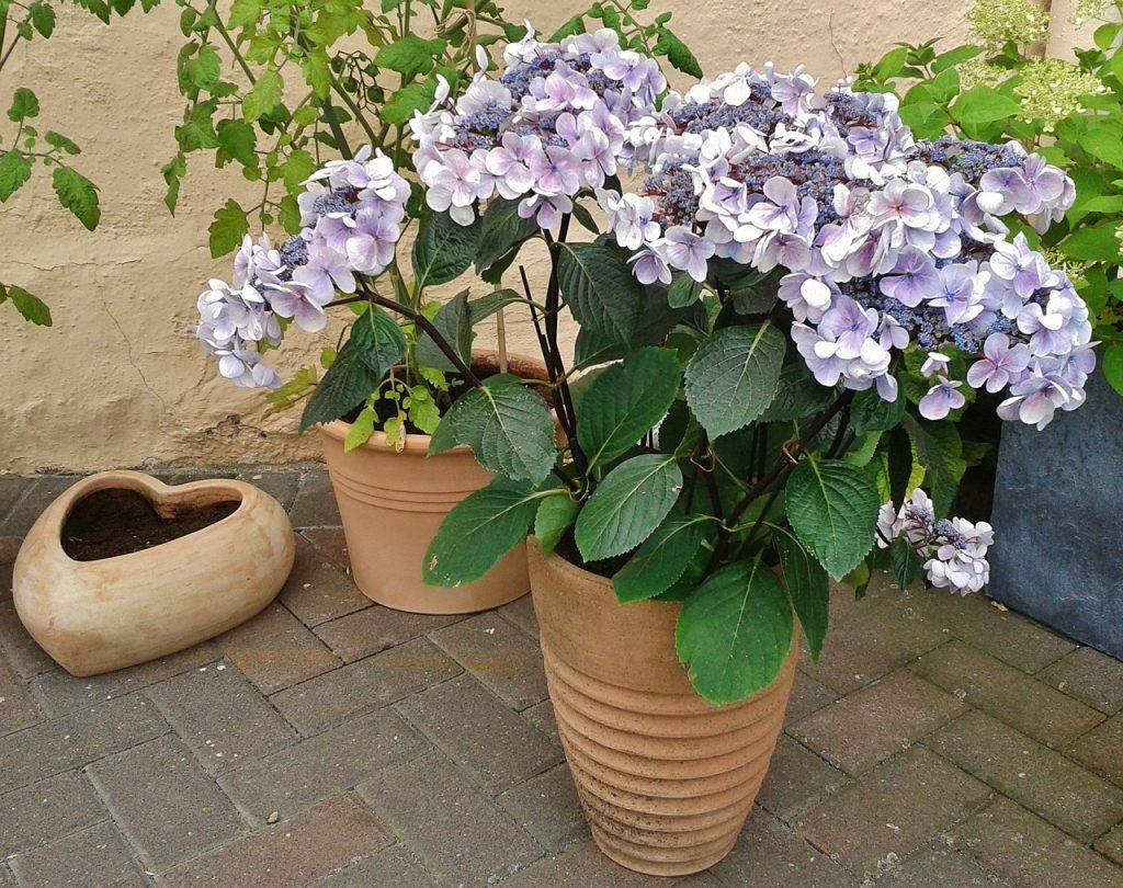 hortensia-plantas-para-terrazas