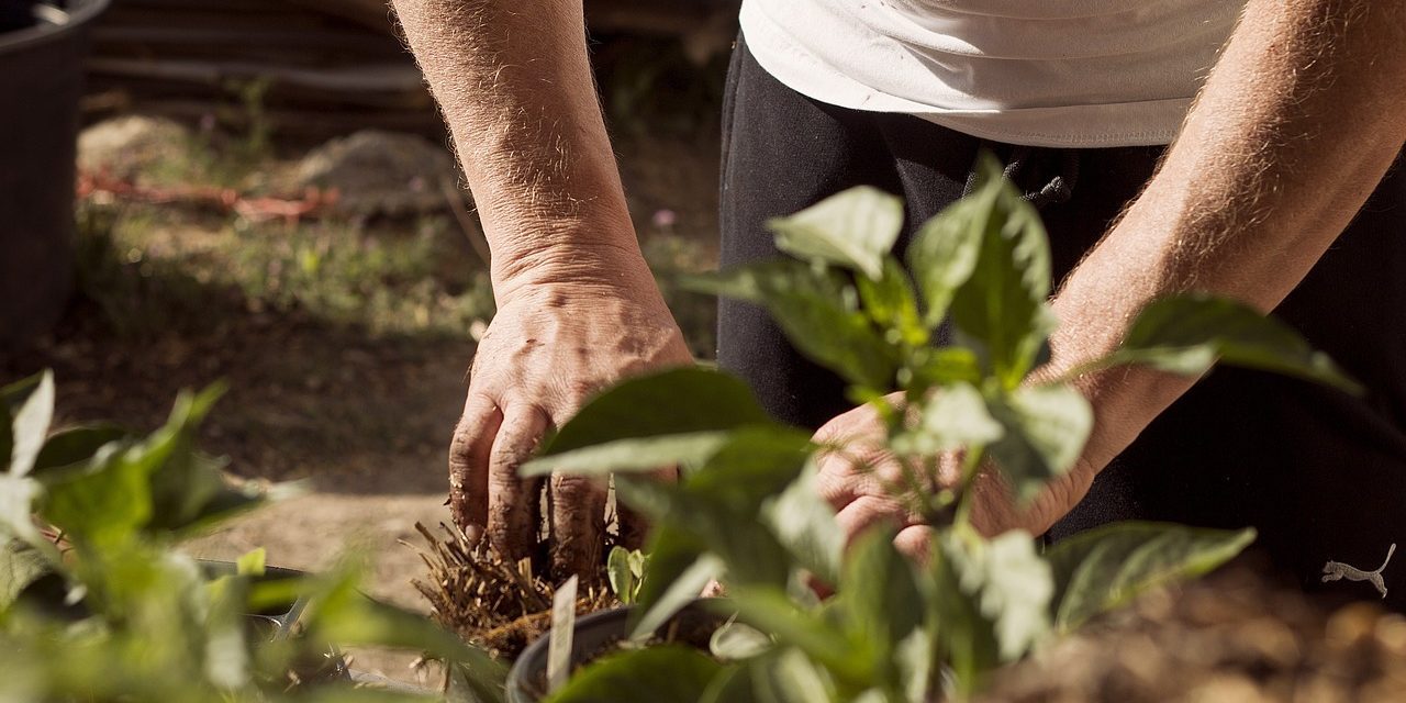 Tipos de sustrato para plantas