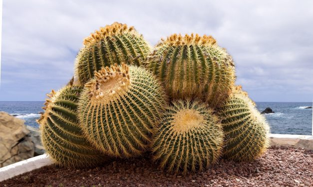Cactus asiento de suegra (Echinocactus grusonii)