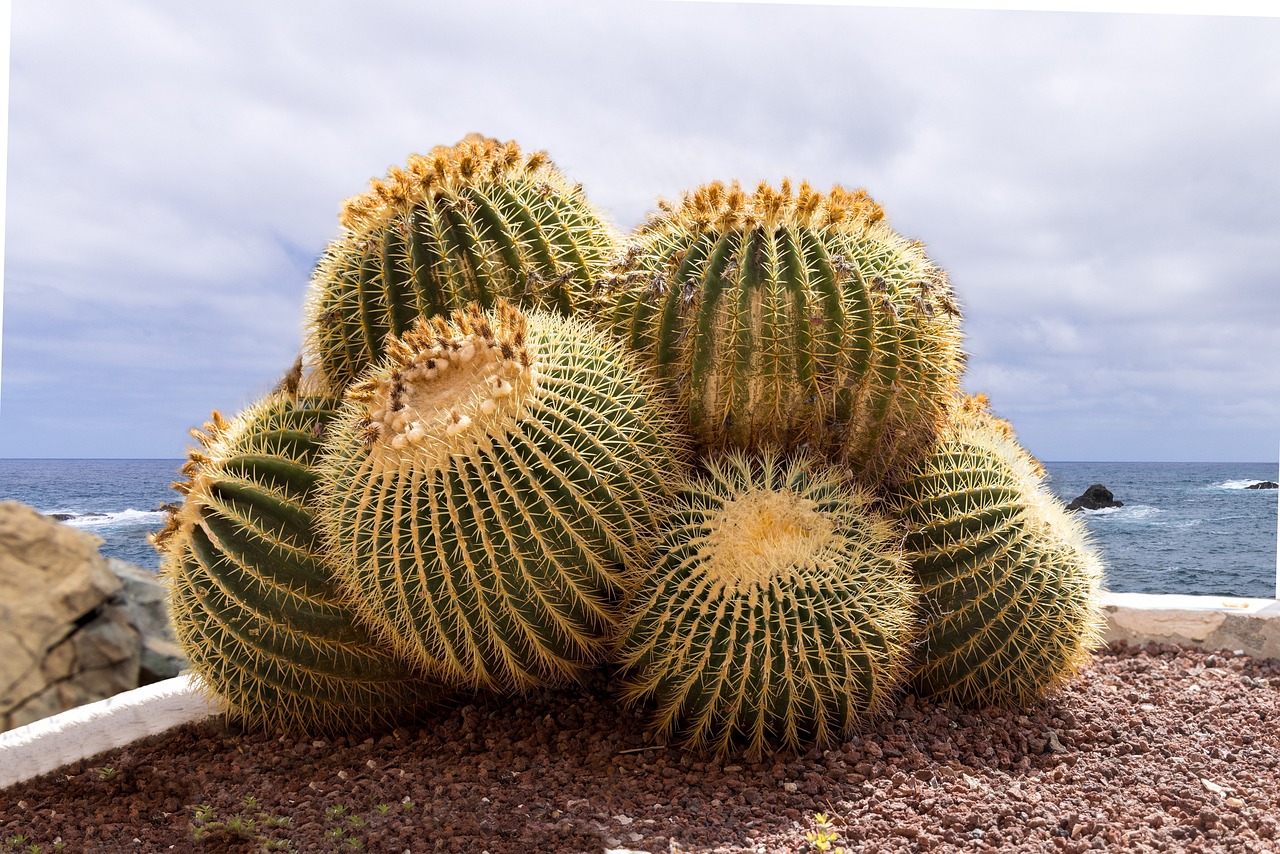 Cactus asiento de Suegra o Echinocactus grusonii - Guía Completa