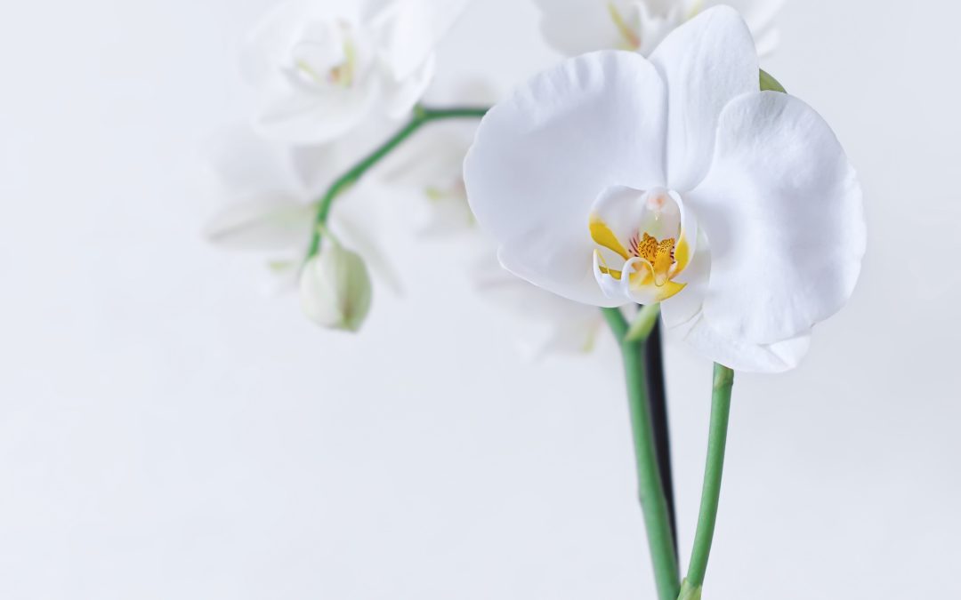 Cuidados de la orquídea Phalaenopsis