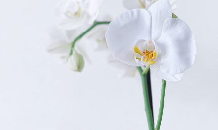 Cuidados de la orquídea Phalaenopsis
