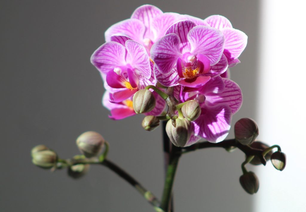 cuidar-orquidea-phalaenopsis