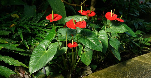 10 plantas con flores rojas - Amigos de la Jardinería