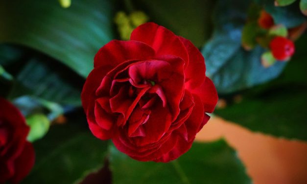 10 plantas con flores rojas