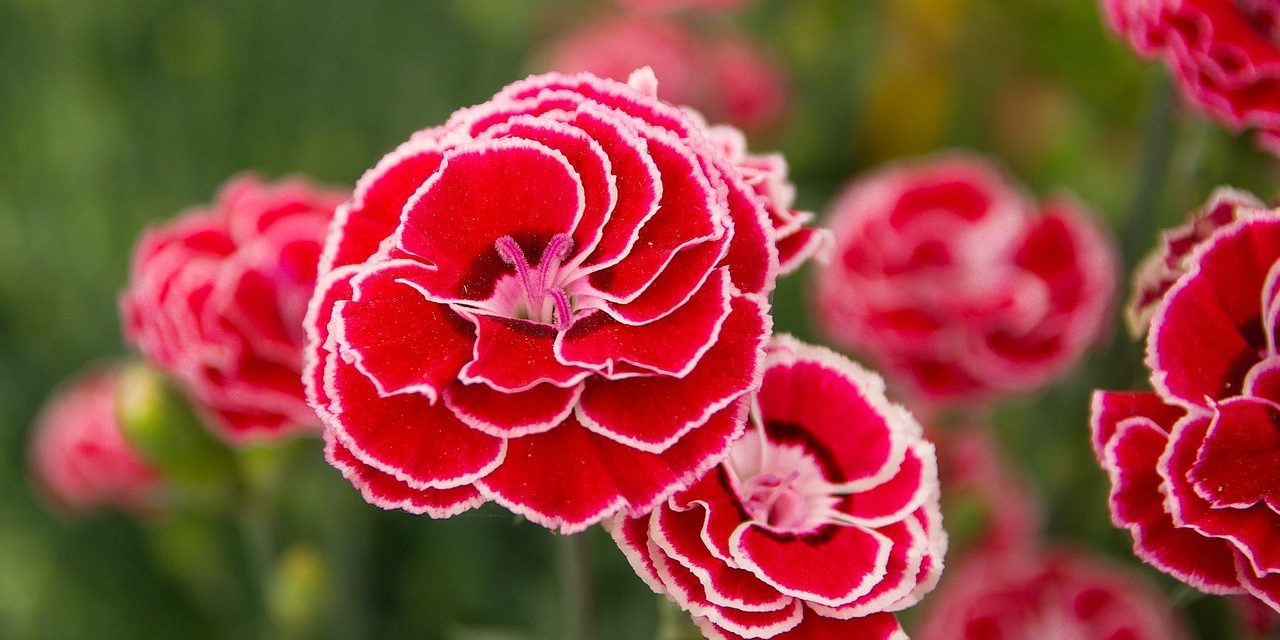 Claveles Y Clavelinas Los 4 Tipos De Clavel M s Comunes WFHP Claveles Y Clavelinas Los 4 Tipos De Clavel M s Comunes WFHP