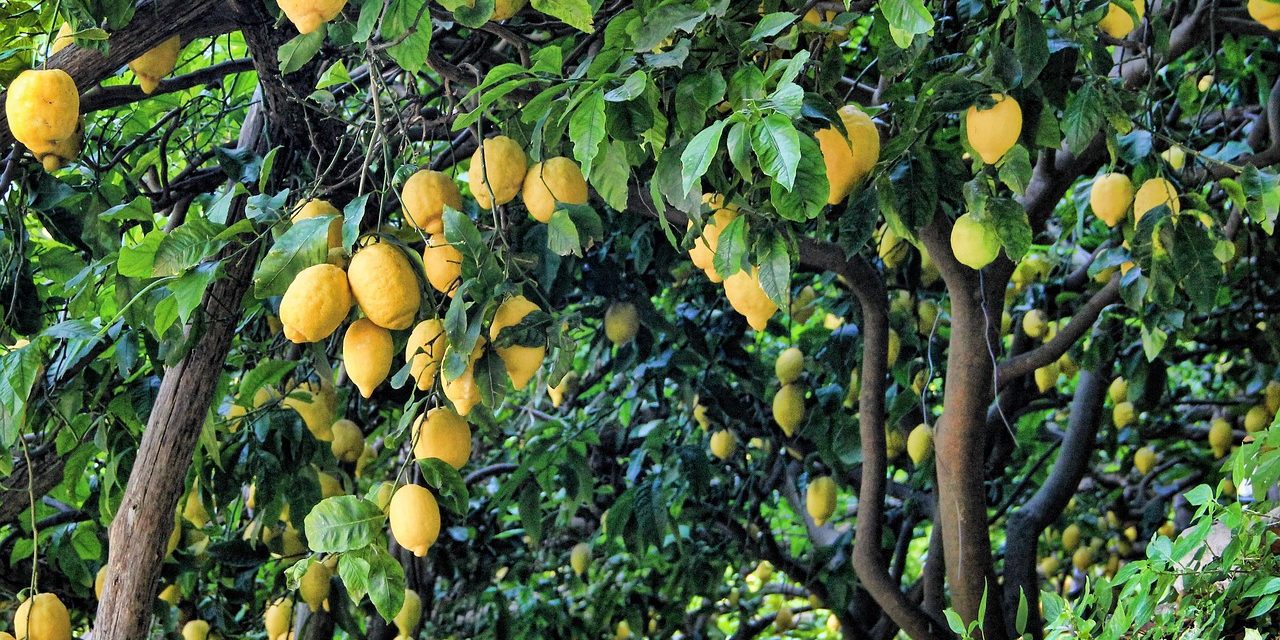 Cuidados del limonero