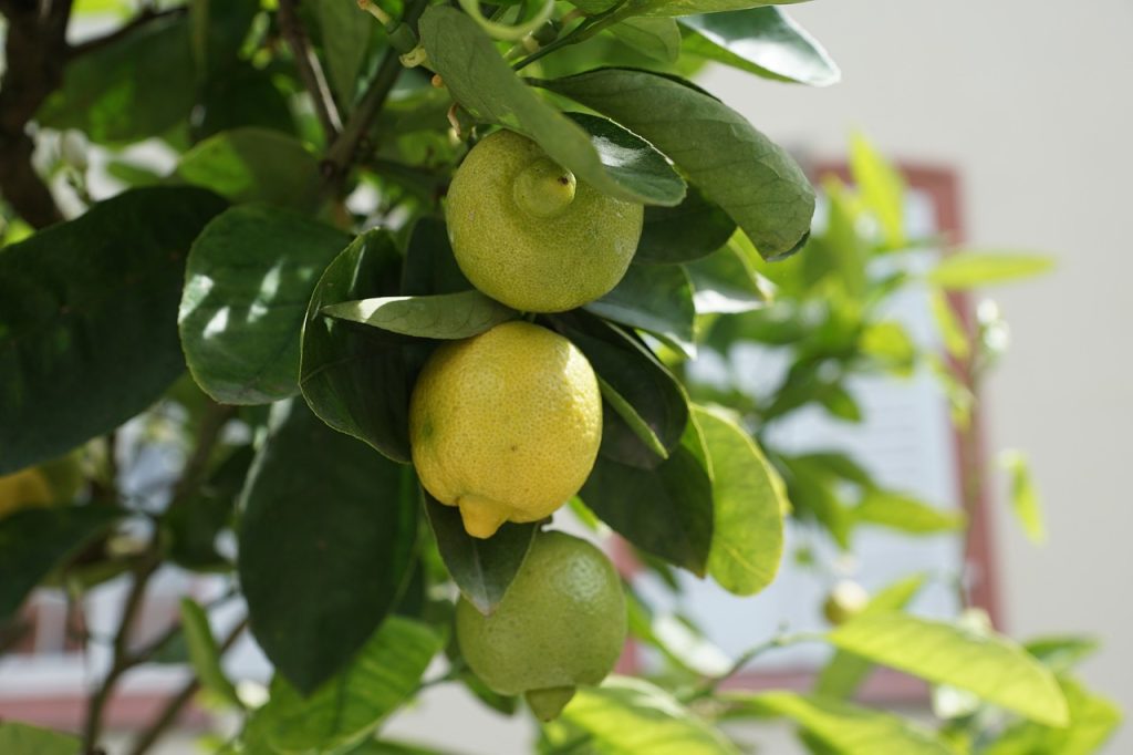 tipos-de-limoneros