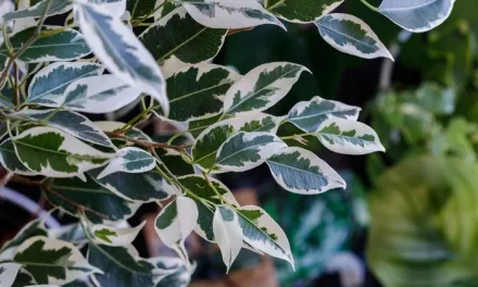 Guía de cuidados del Ficus benjamina