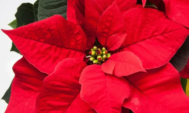 ¿Cómo cuidar la flor de Pascua?