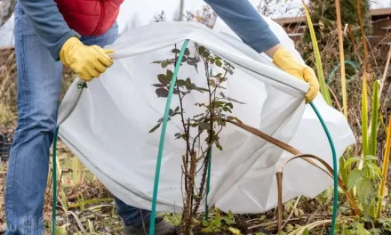 ¿Cómo cuidar plantas en invierno? – 5 consejos