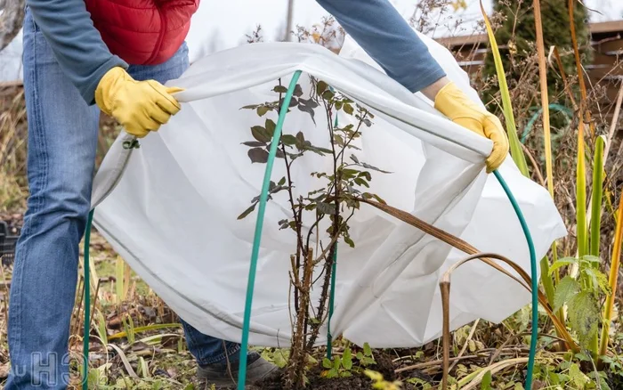 ¿Cómo cuidar plantas en invierno? – 5 consejos