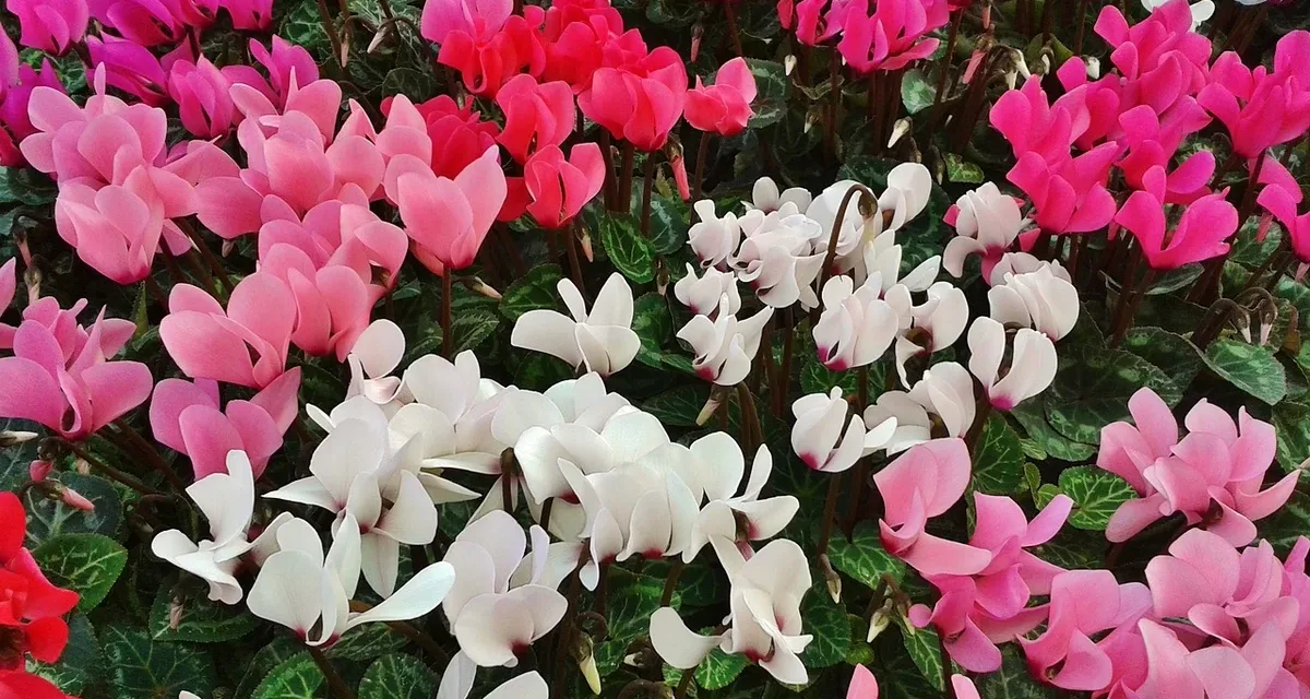 Ciclamen (género Cyclamen) – Especies, características y cuidados