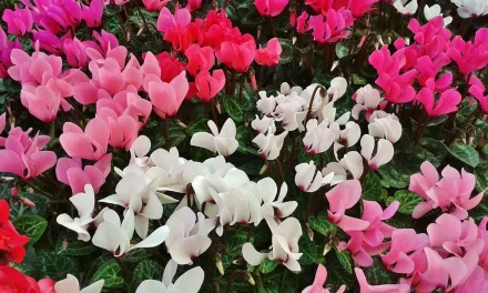 Ciclamen (género Cyclamen) – Especies, características y cuidados