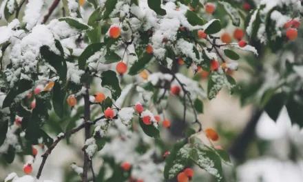 10 consejos de jardinería en invierno