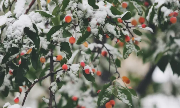 10 consejos de jardinería en invierno