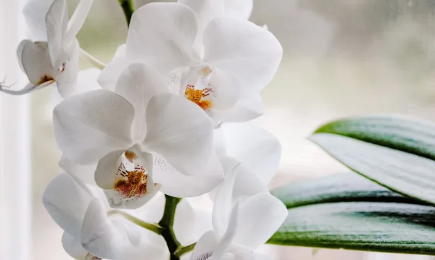 ¿Cómo y cuándo podar las orquídeas? – Varas florales, raíces y flores