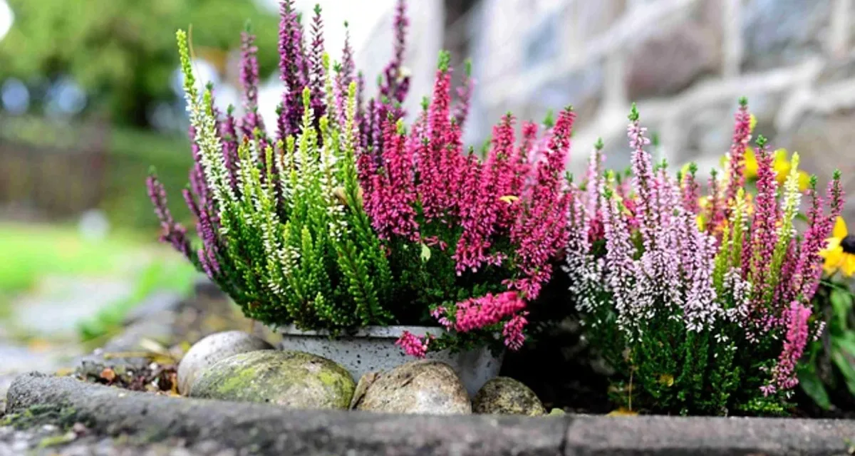 Planta de brezo (Calluna vulgaris) – Cuidados, cultivo y usos