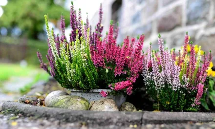 Planta de brezo (Calluna vulgaris) – Cuidados, cultivo y usos