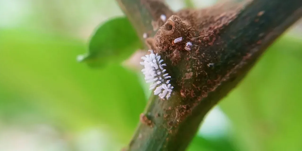 Cochinillas en las plantas: cómo detectarlas y eliminarlas