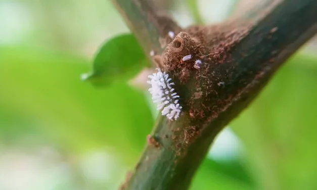 Cochinillas en las plantas: cómo detectarlas y eliminarlas