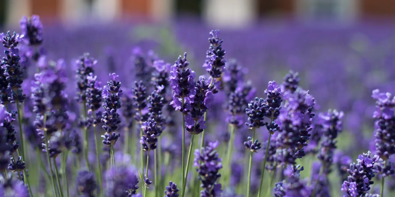 Lavanda (Lavandula) – Origen, Cuidados y Usos
