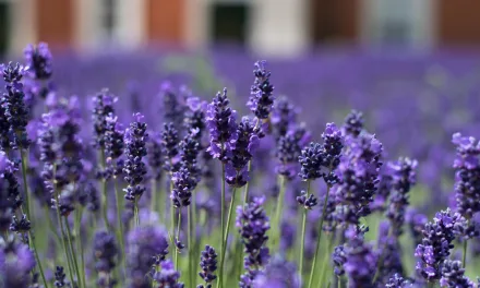 Lavanda (Lavandula) – Origen, Cuidados y Usos