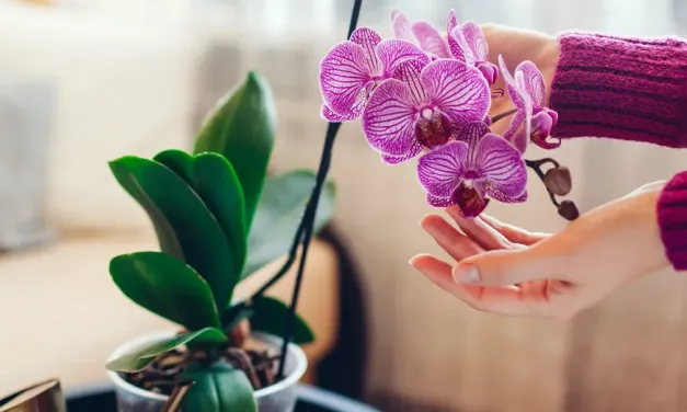 10 plantas para regalar en San Valentín