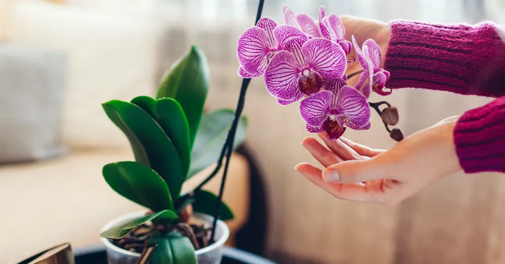 10 plantas para regalar en San Valentín