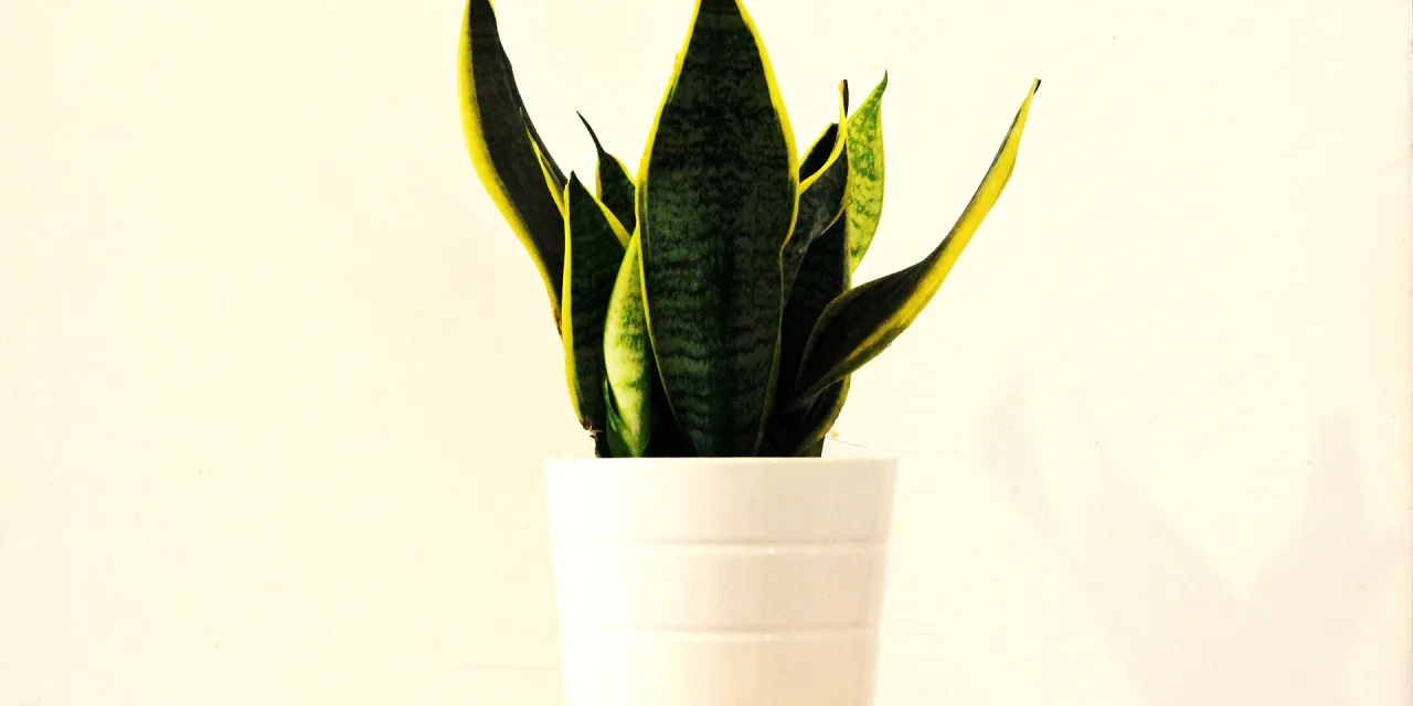 Sansevieria trifasciata o Lengua de Suegra – Cuidados y Enfermedades