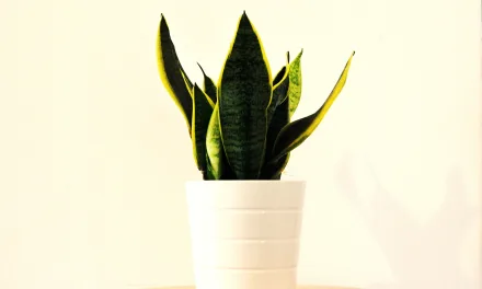 Sansevieria trifasciata o Lengua de Suegra – Cuidados y Enfermedades