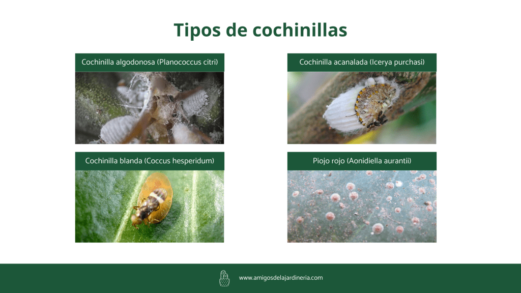 tipos-cochinillas-plantas