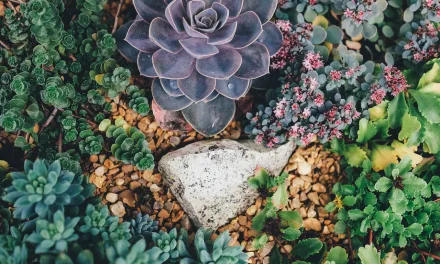 ¿Cómo cuidar plantas suculentas?