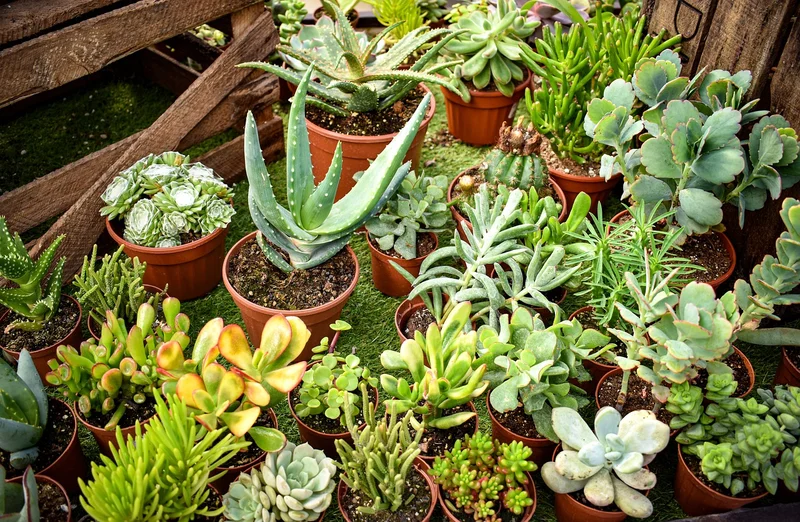 cuidados-plantas-suculentas
