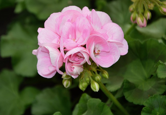 geranio-flores-rosas-plantas